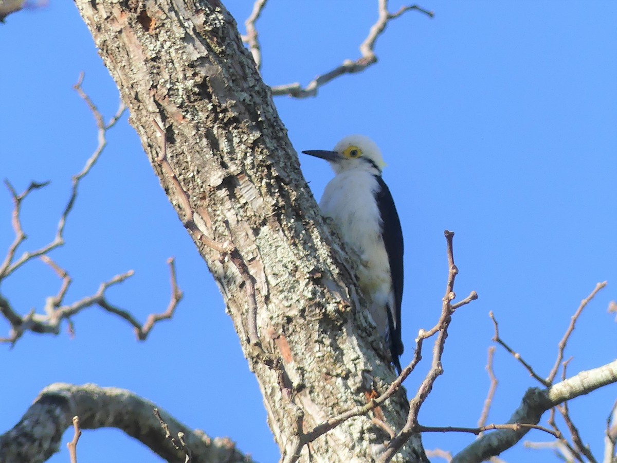 White Woodpecker - ML623726359