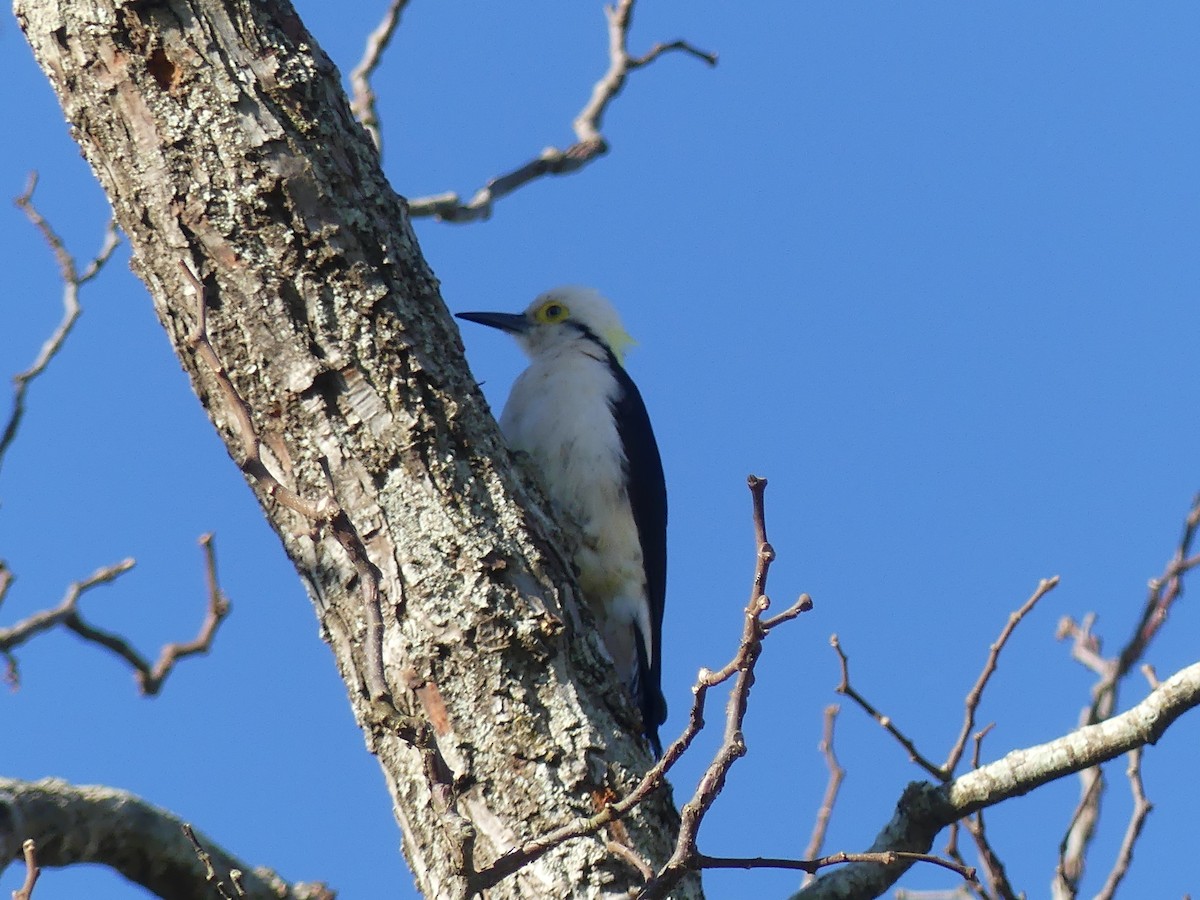 White Woodpecker - ML623726360