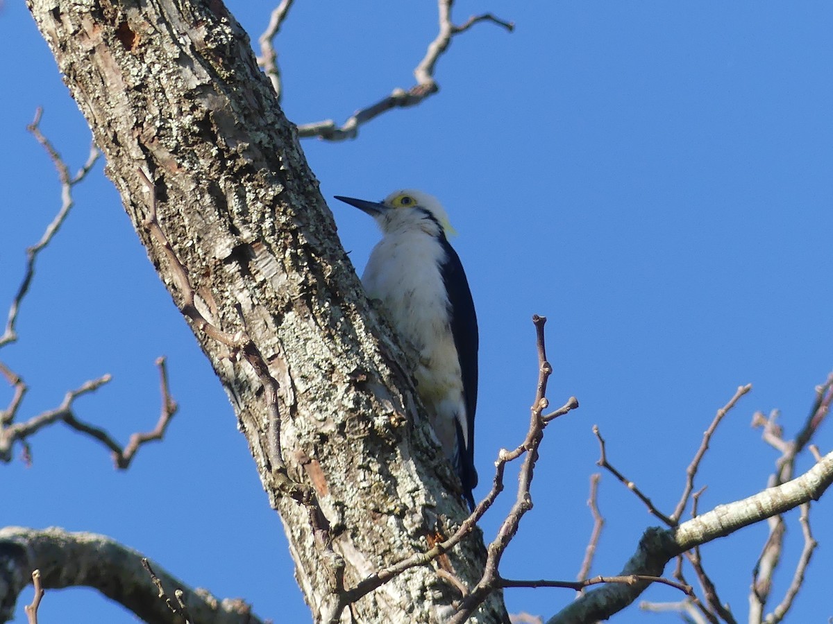 White Woodpecker - ML623726361