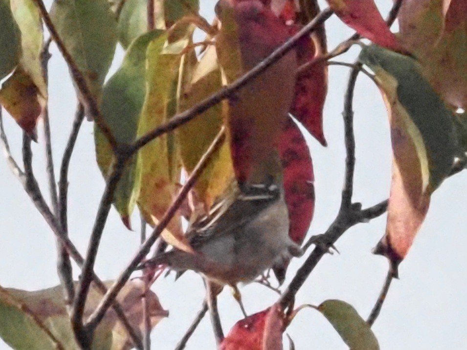 Blackpoll Warbler - ML623726407