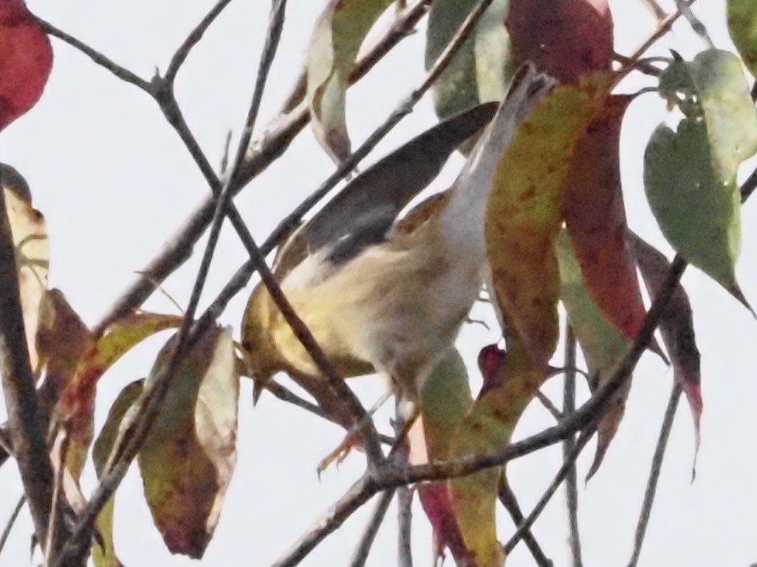 Blackpoll Warbler - ML623726409