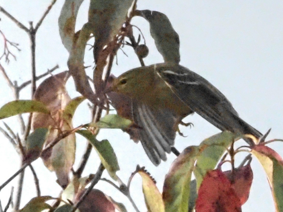 Blackpoll Warbler - ML623726410