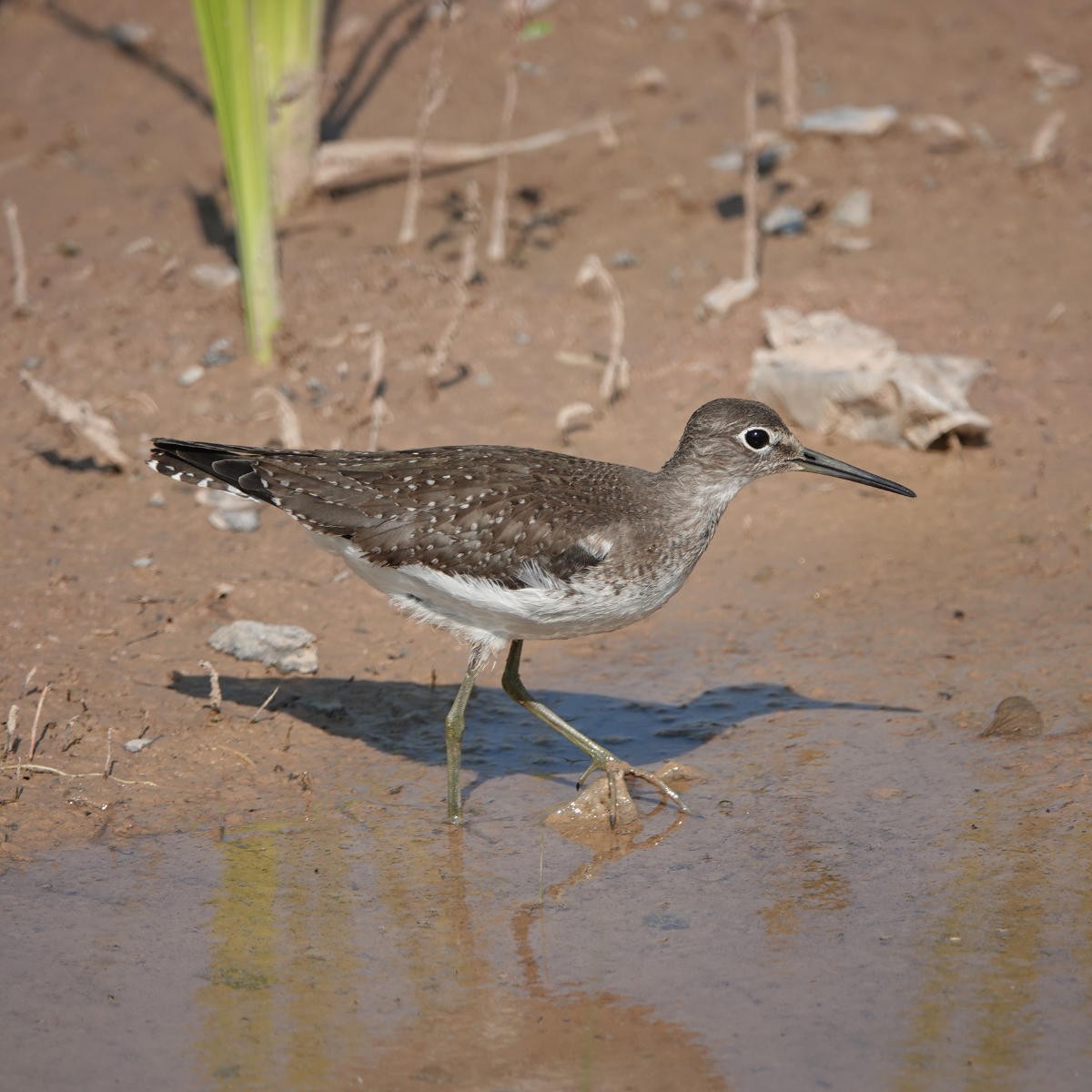 Solitary Sandpiper - ML623726434