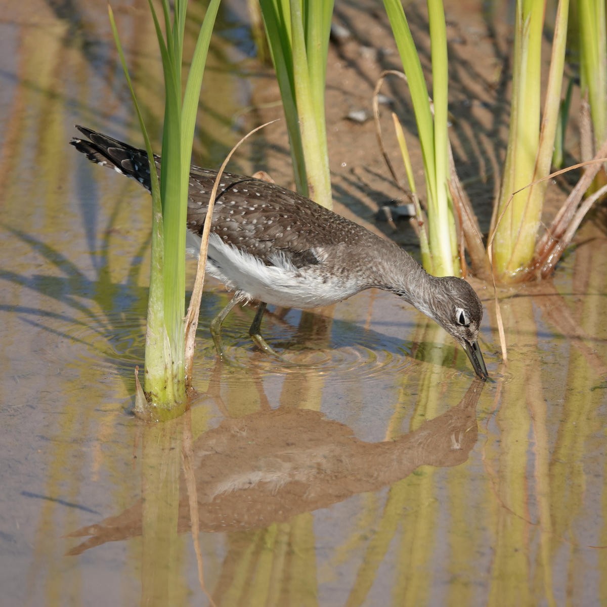 Solitary Sandpiper - ML623726435