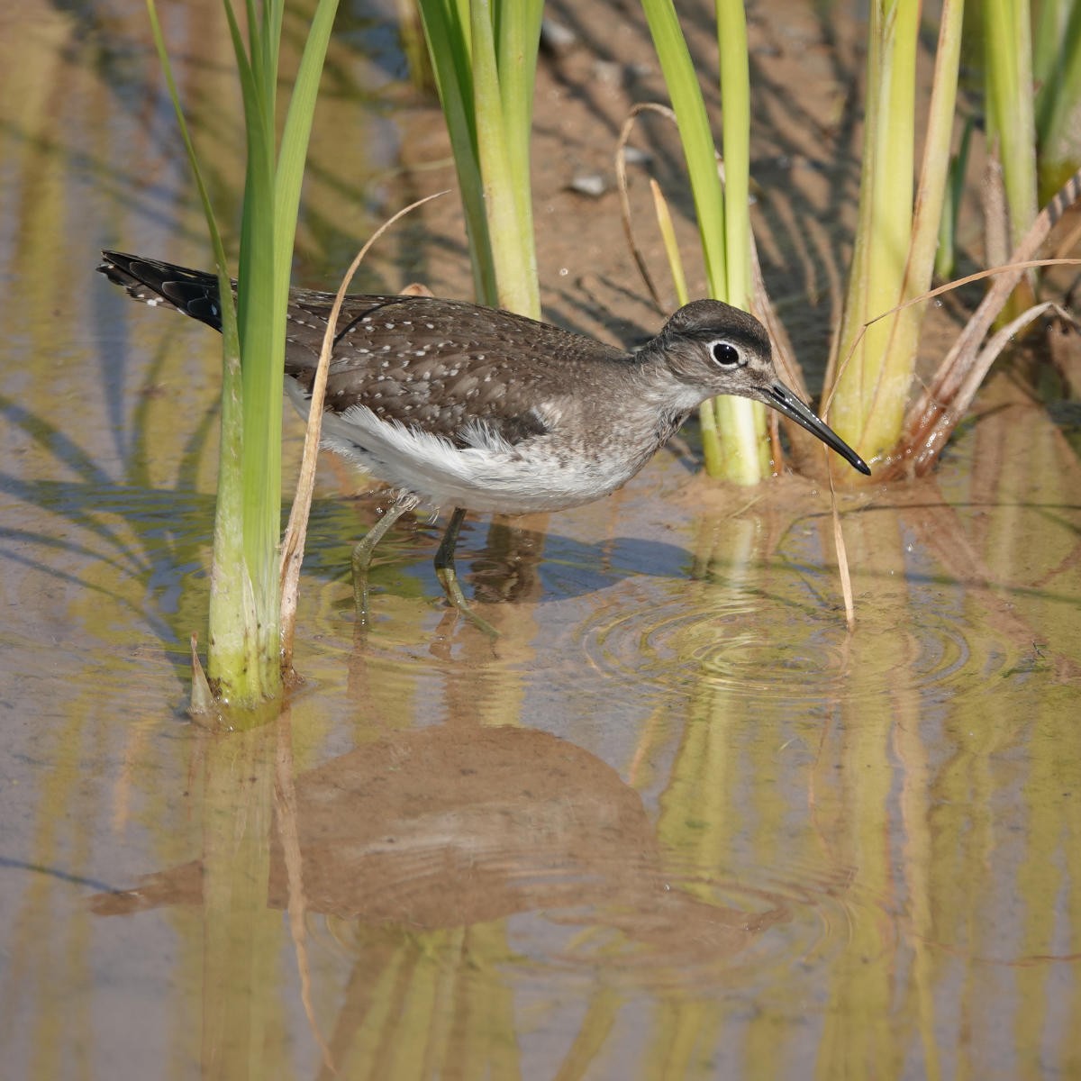 Solitary Sandpiper - ML623726436