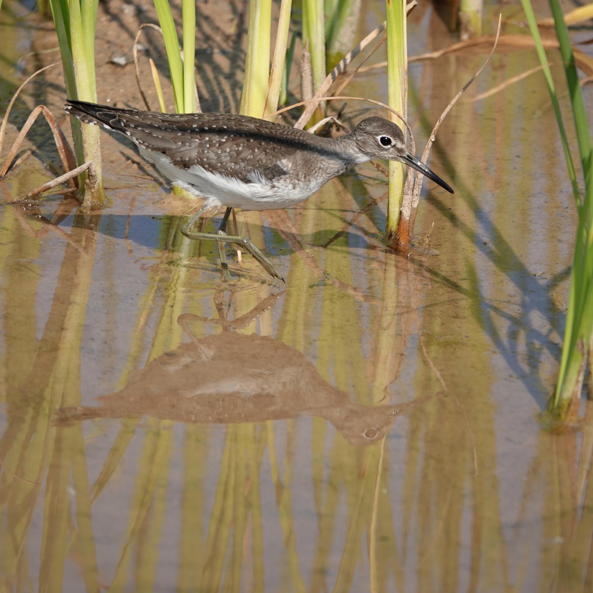 Solitary Sandpiper - ML623726437