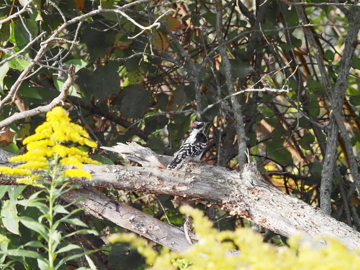 Downy Woodpecker - ML623726462