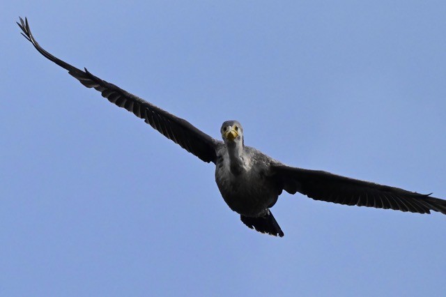 Double-crested Cormorant - Barbara Brand