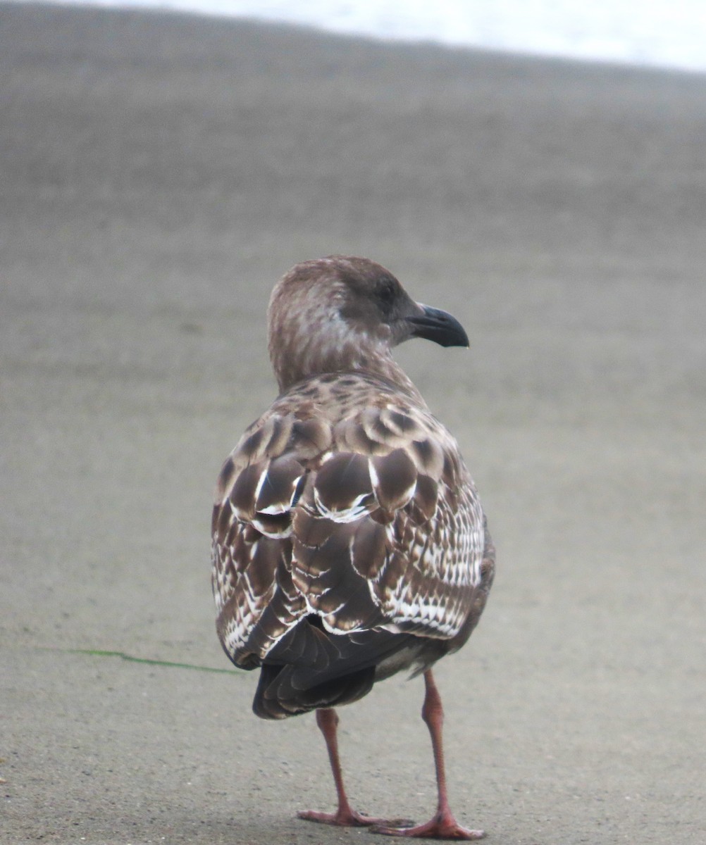 Western Gull - Maggie Smith