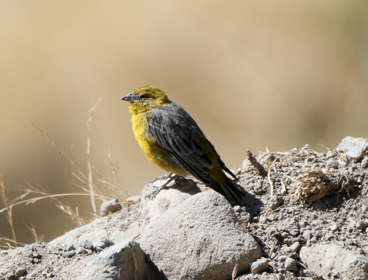 Bright-rumped Yellow-Finch - ML623726592