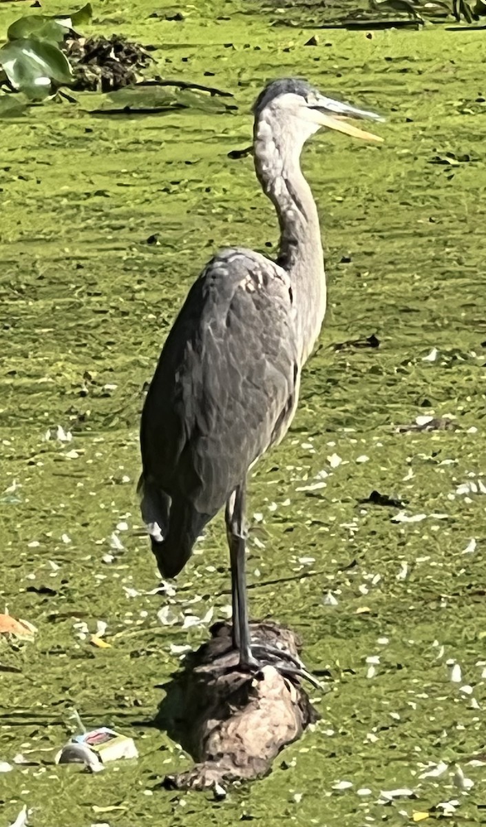 Great Blue Heron - ML623726629