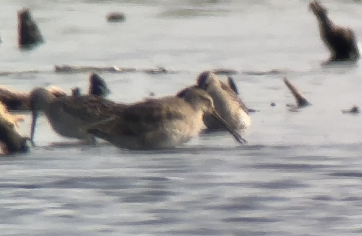 Short-billed Dowitcher - ML623726638