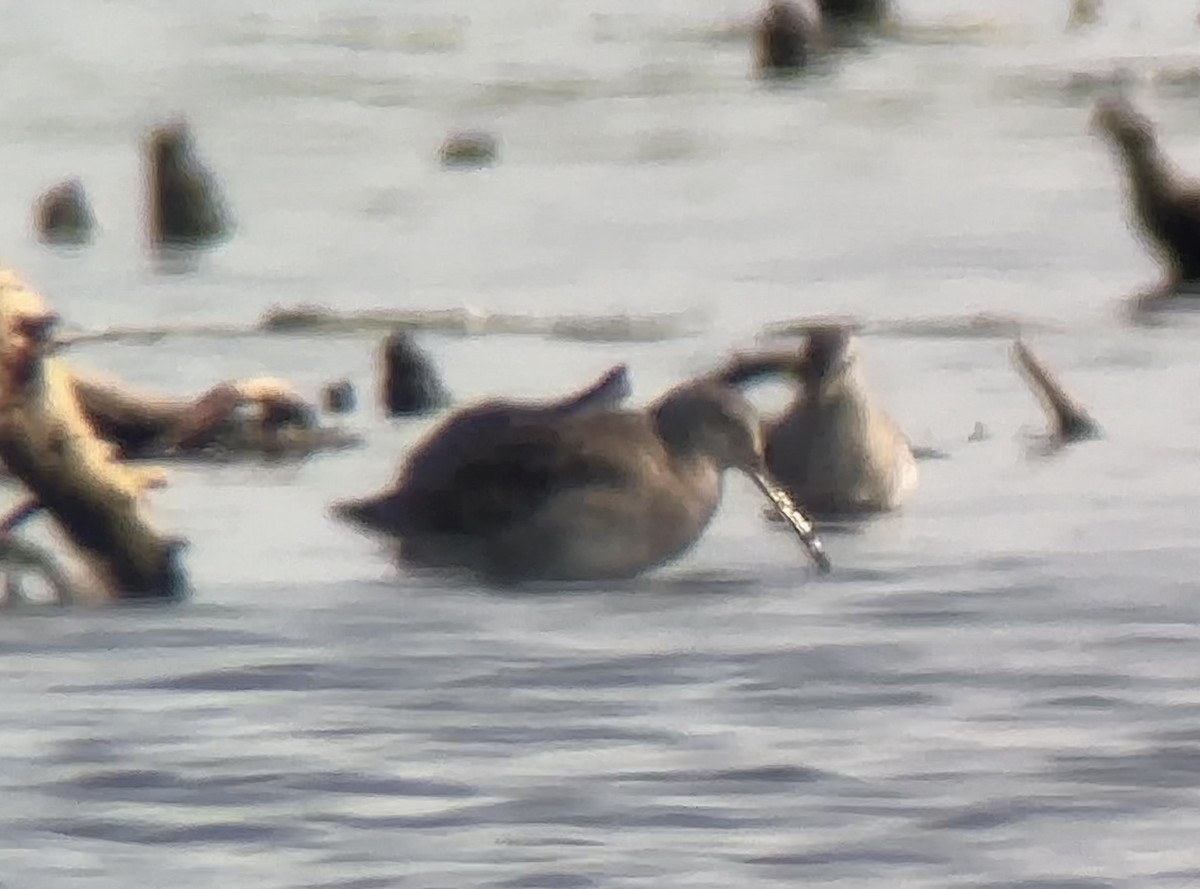 Short-billed Dowitcher - ML623726639