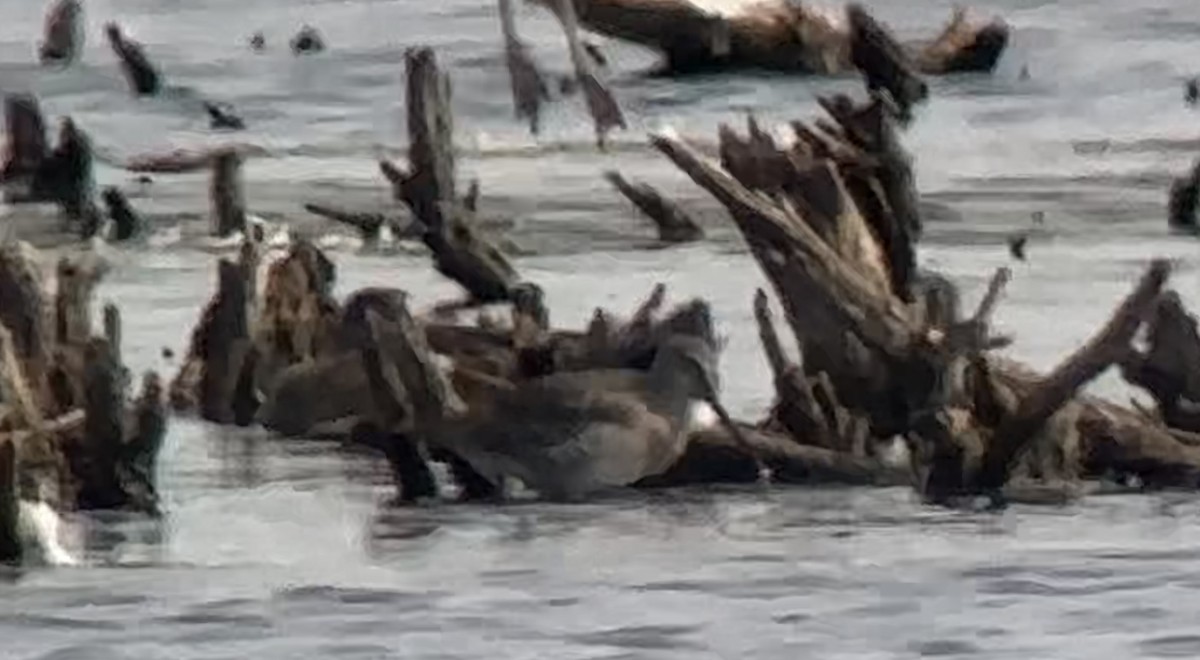 Short-billed Dowitcher - ML623726640