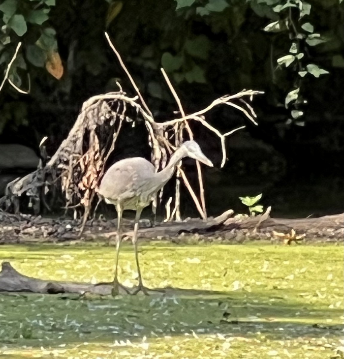 Great Blue Heron - ML623726660