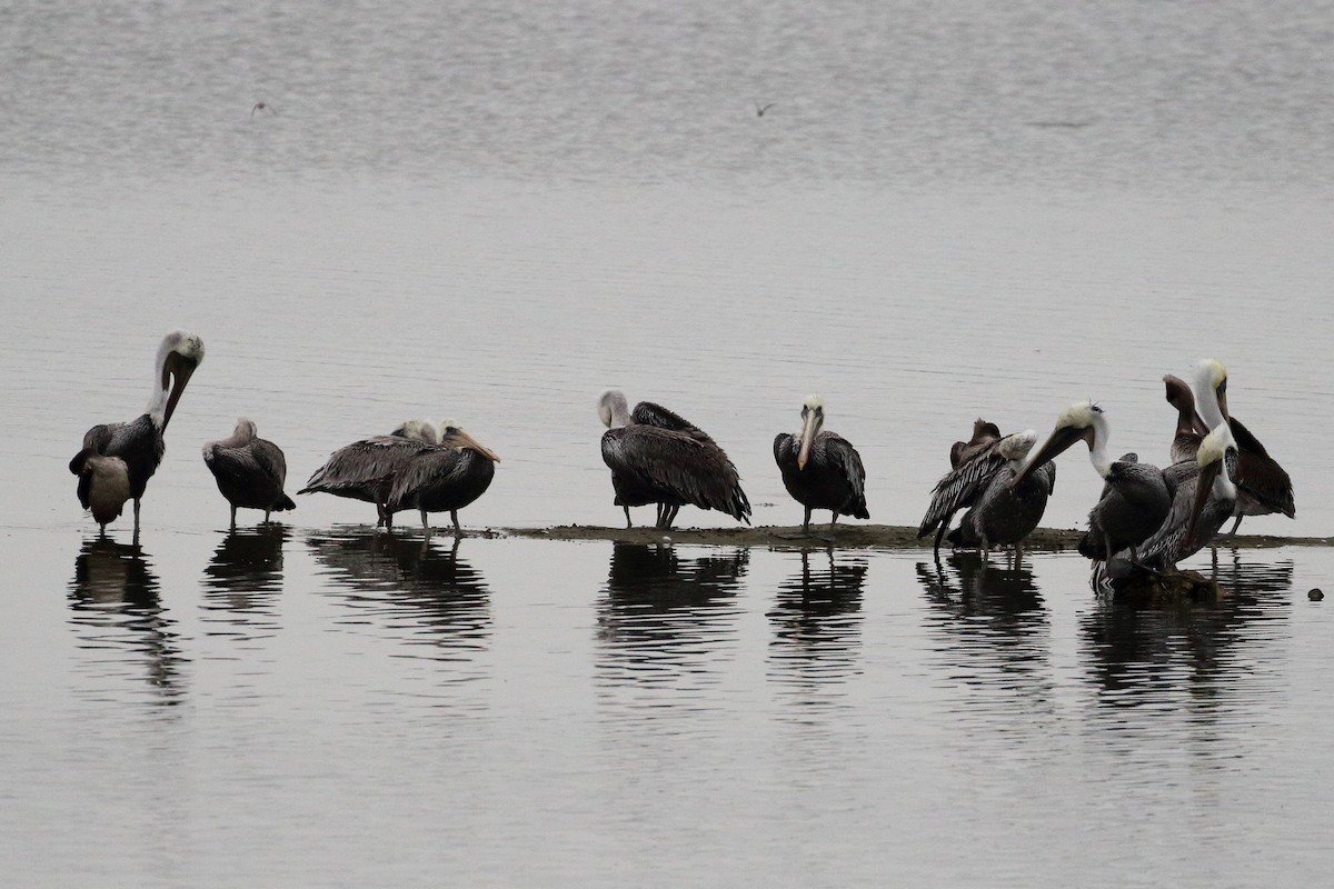 Brown Pelican - ML623726686