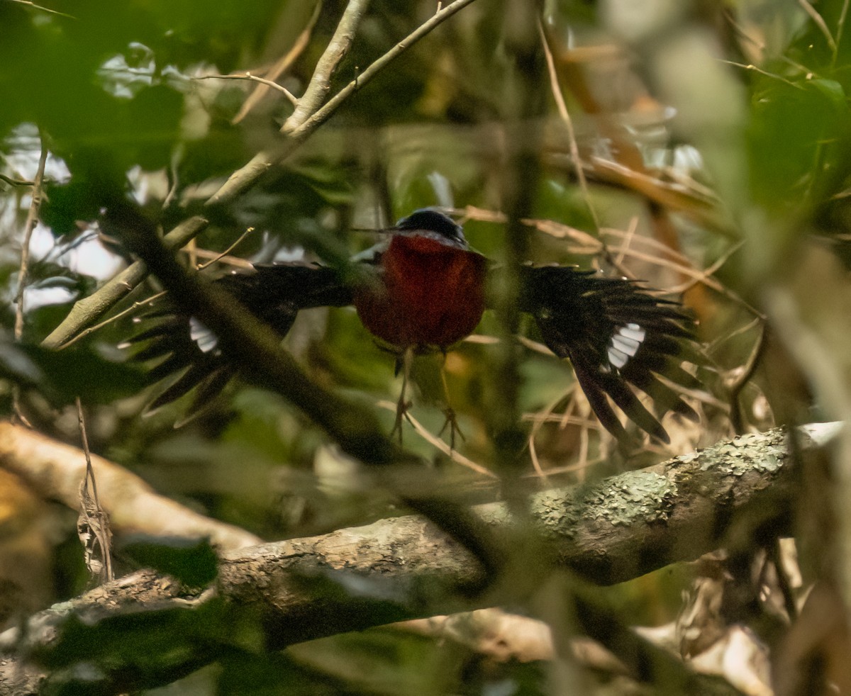 Green-breasted Pitta - ML623726707