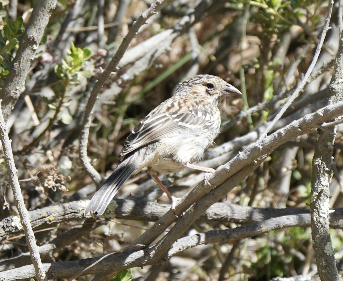 Mourning Sierra Finch - ML623726708