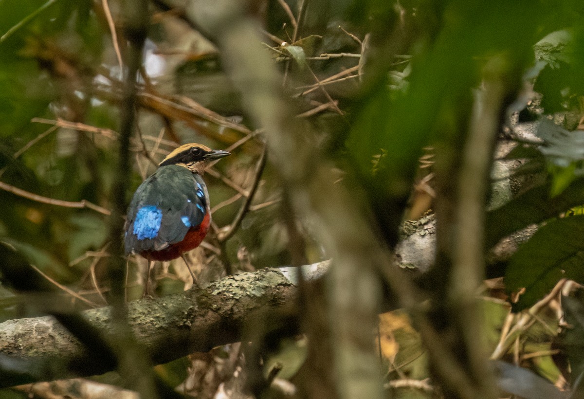 Green-breasted Pitta - ML623726710