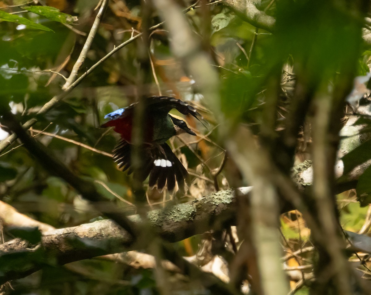 Green-breasted Pitta - ML623726713