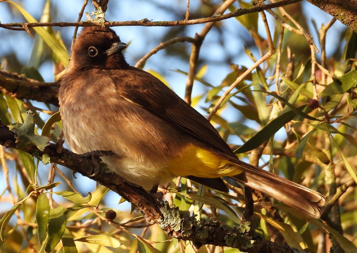 Common Bulbul (Dark-capped) - Douglas Long