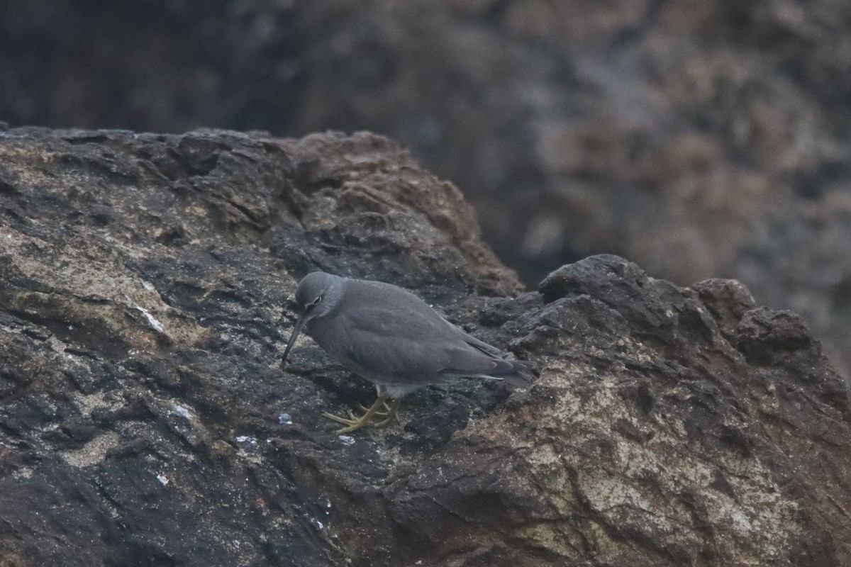 Wandering Tattler - ML623726769