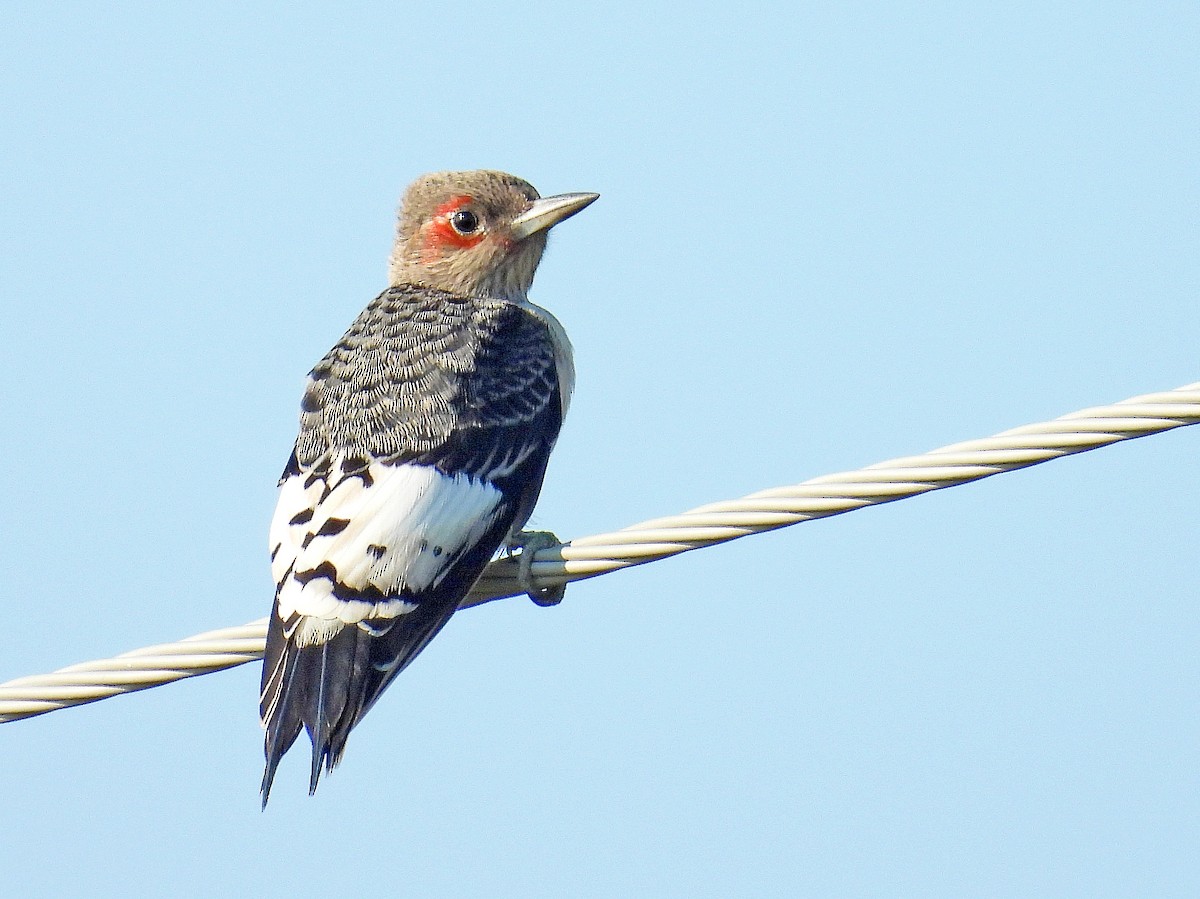 Red-headed Woodpecker - ML623726787