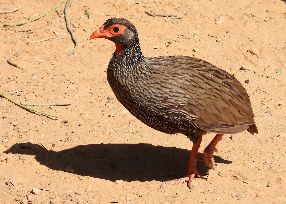 Gray-winged Francolin - ML623726816