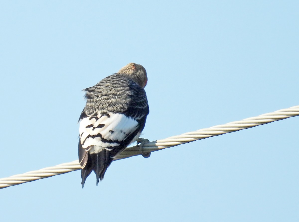 Red-headed Woodpecker - ML623726817