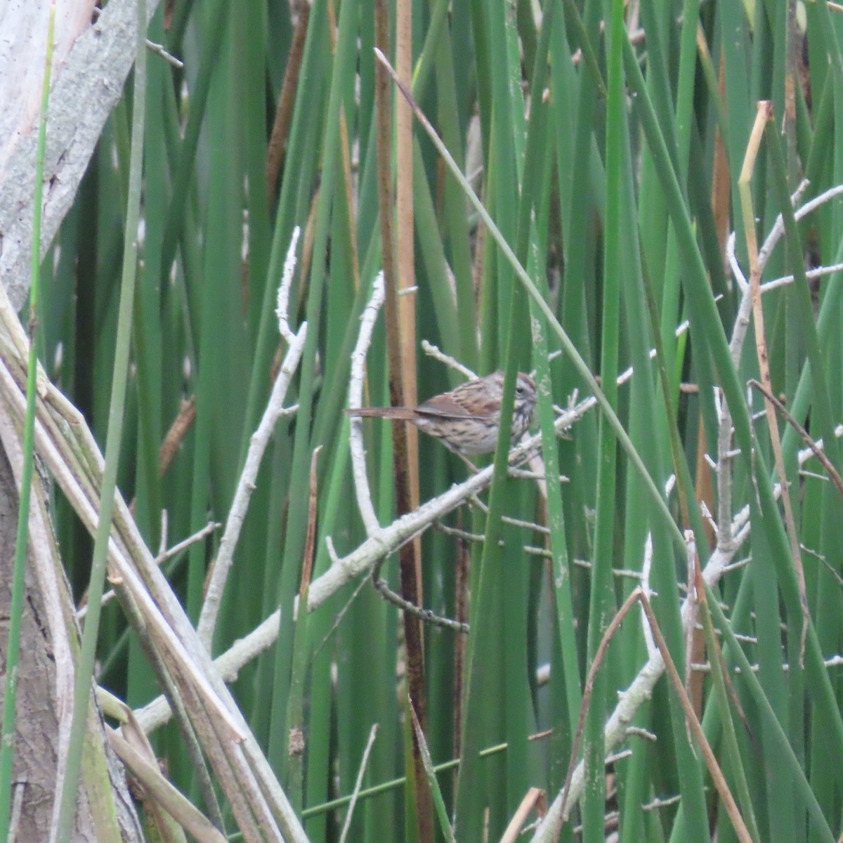 Song Sparrow - ML623726827