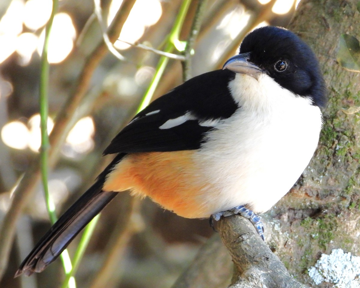 Southern Boubou - ML623726832