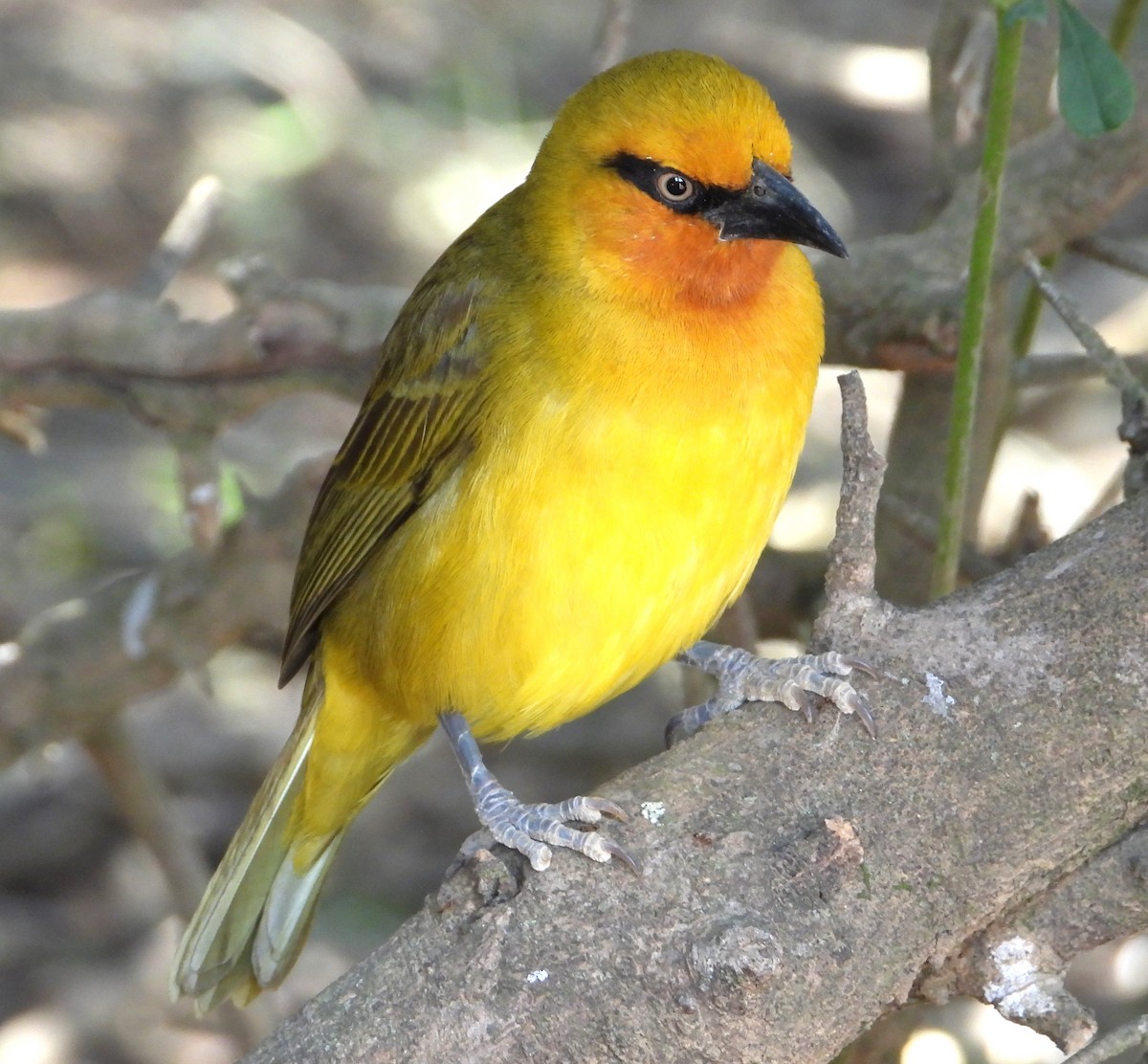 Spectacled Weaver - ML623726845