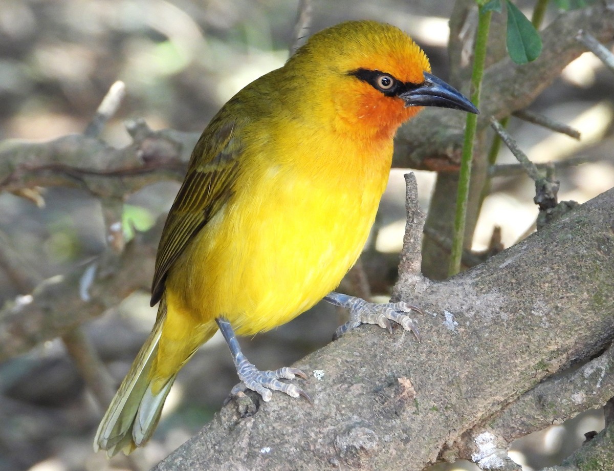 Spectacled Weaver - ML623726847