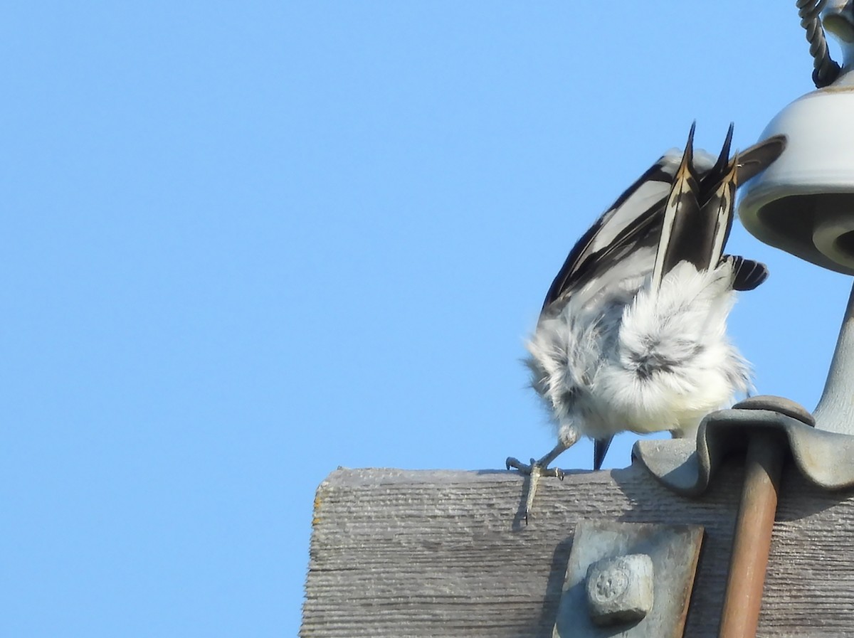 Red-headed Woodpecker - ML623726855