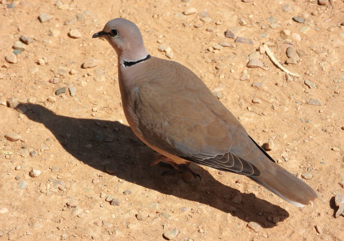 Ring-necked Dove - ML623726865