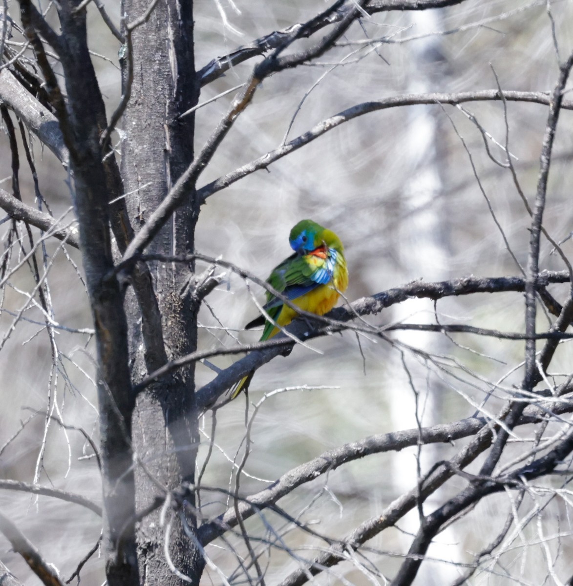 Turquoise Parrot - ML623726886