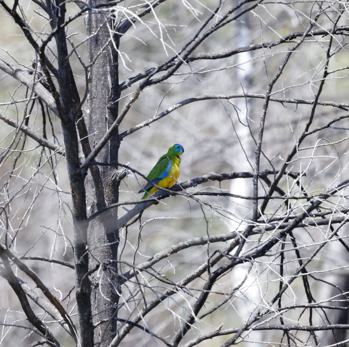 Turquoise Parrot - ML623726887