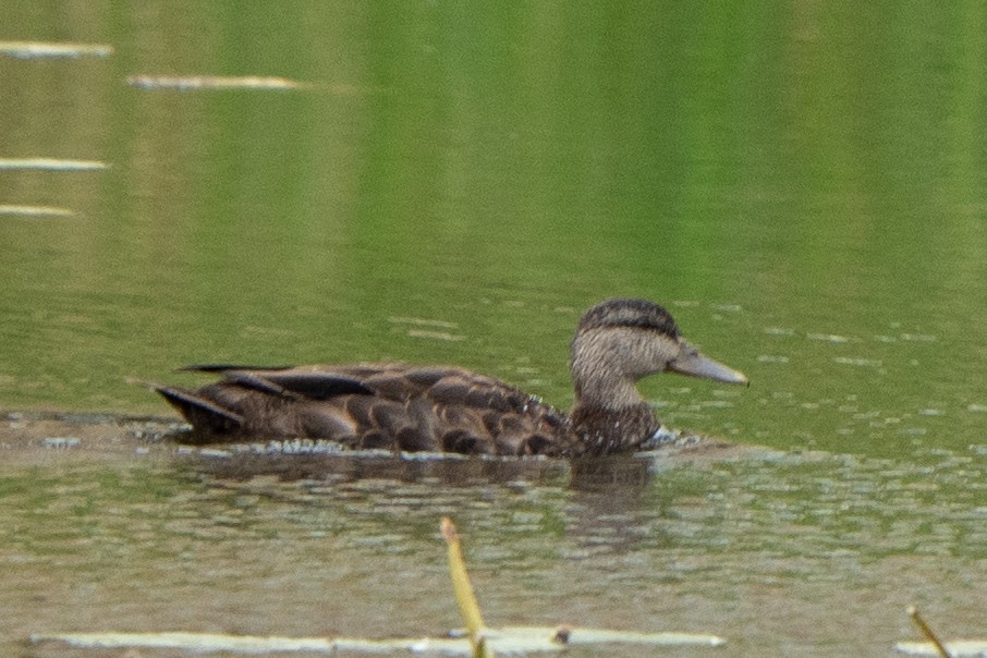 American Black Duck - ML623727045