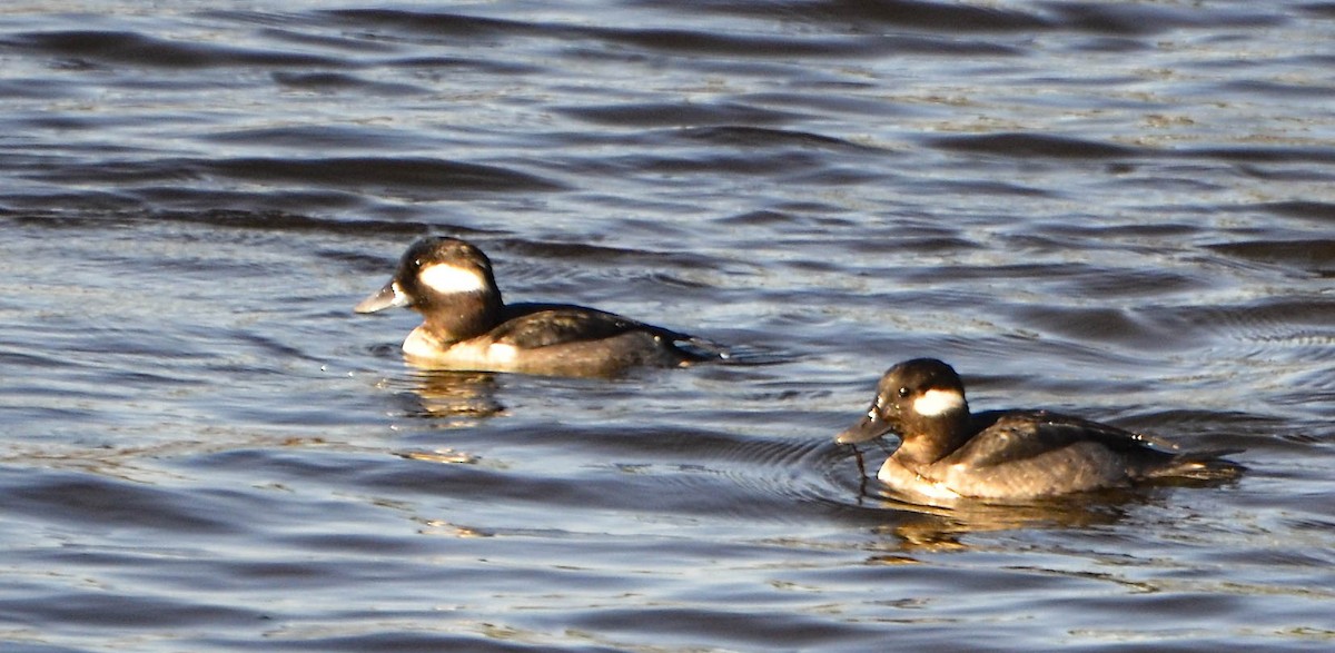 Bufflehead - ML623727071