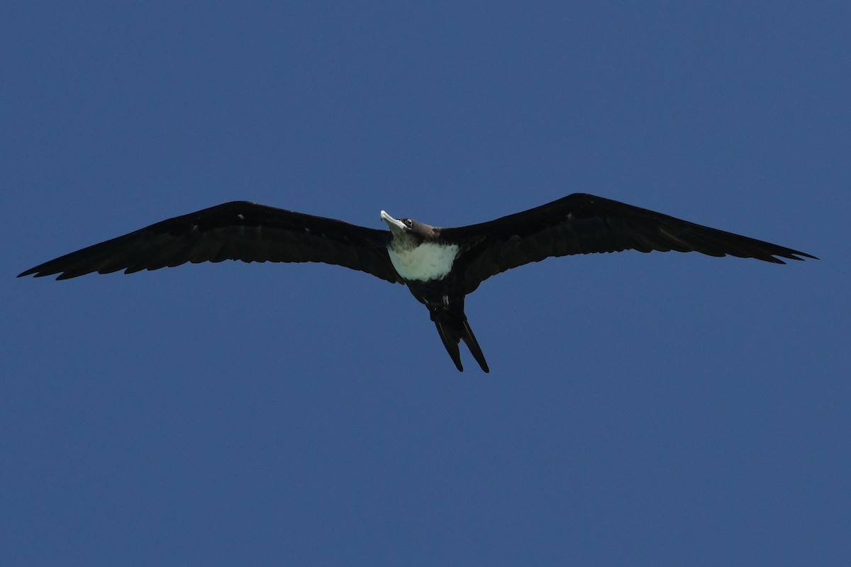 Great Frigatebird - ML623727086