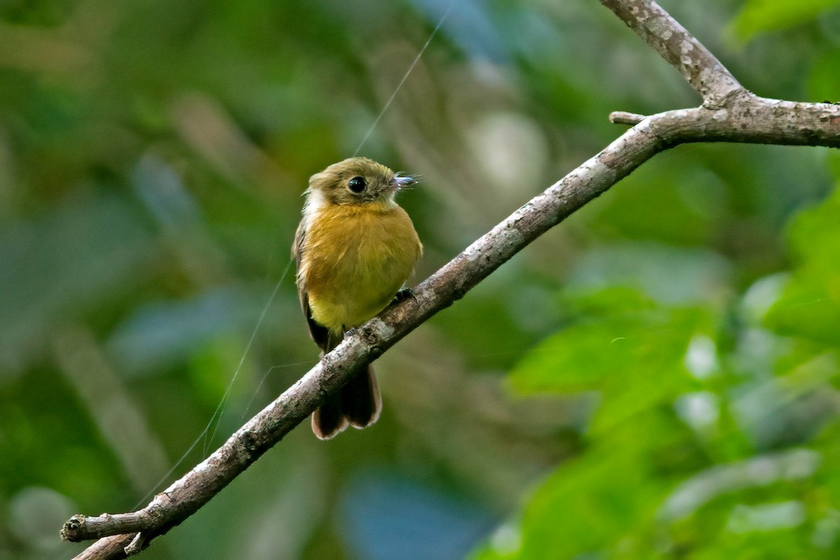 Whiskered Flycatcher - ML623727214