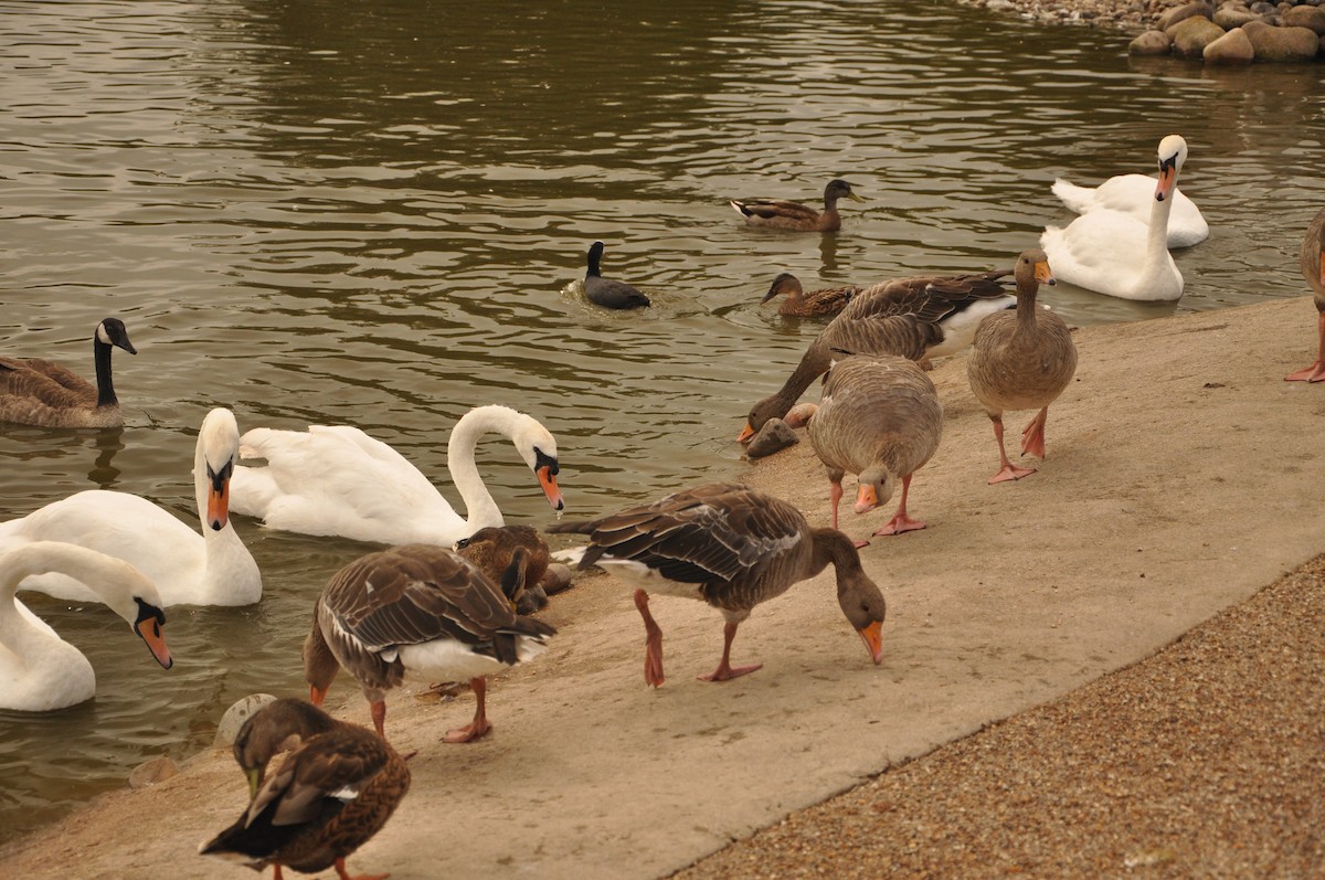 Graylag Goose - Abigail Duvall