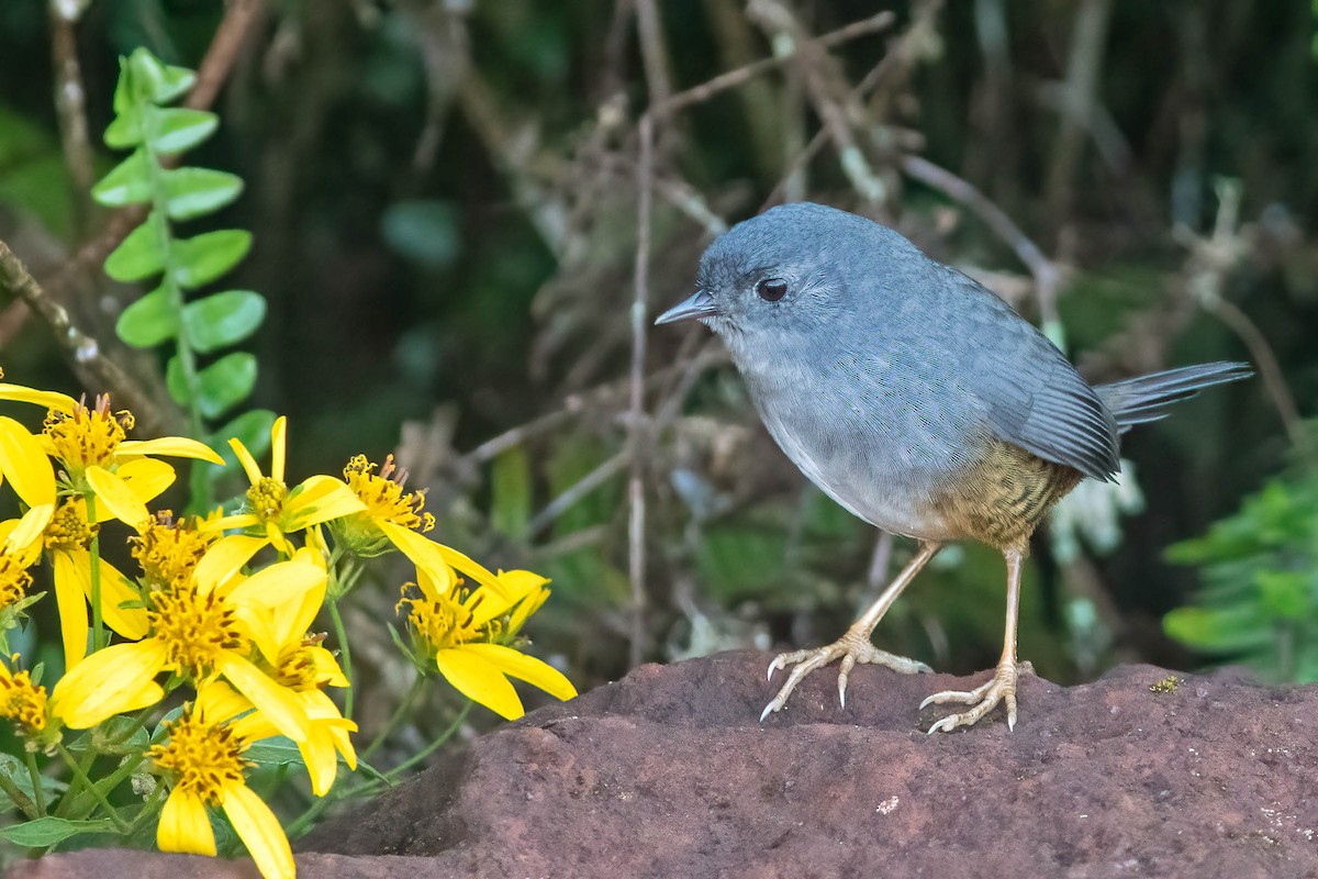 Rock Tapaculo - ML623727307