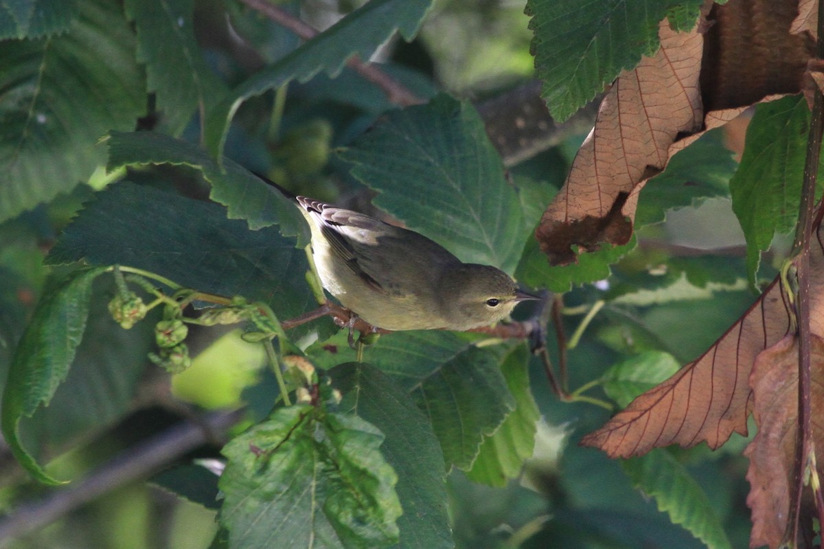 Orange-crowned Warbler - ML623727310