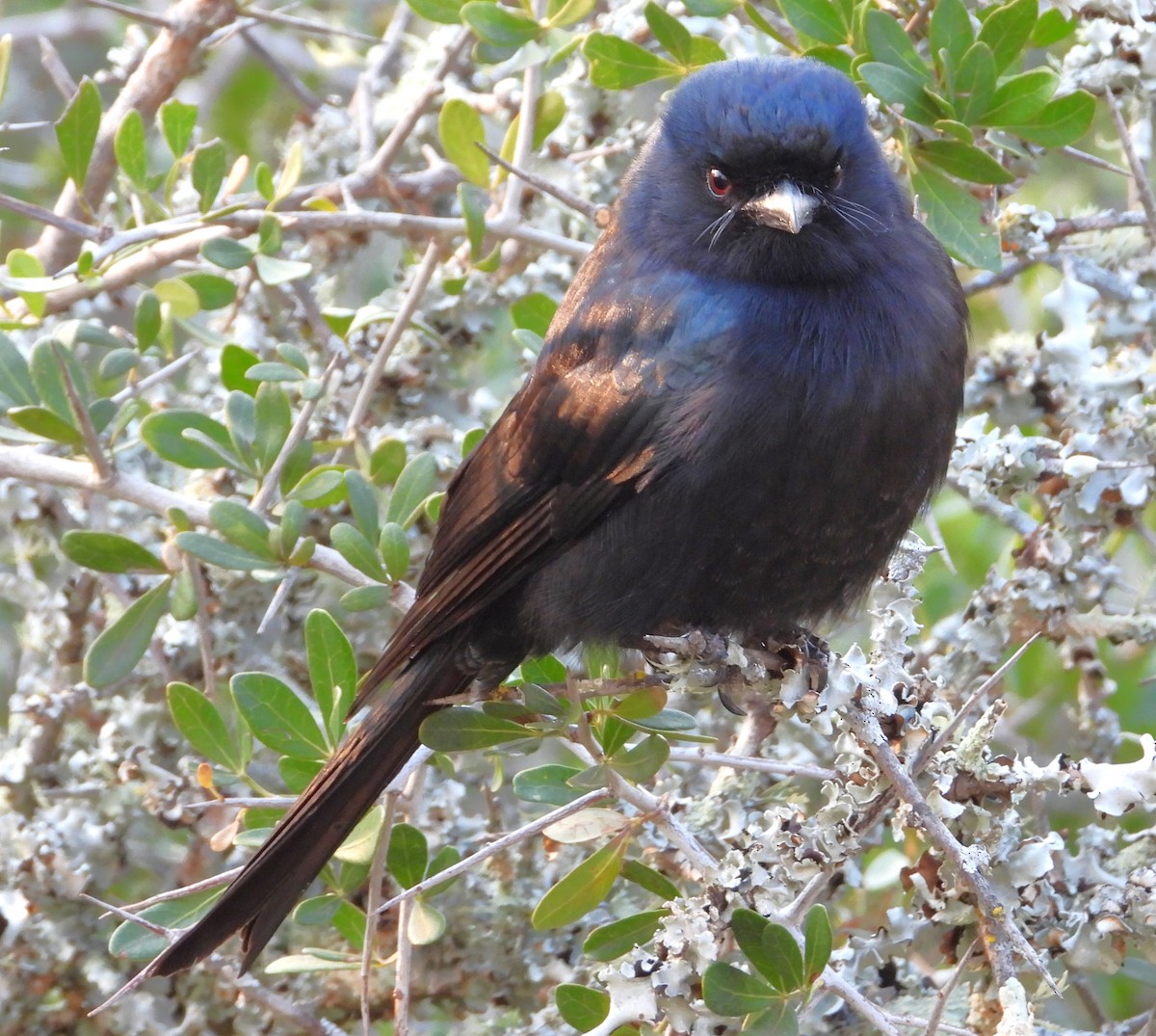 Fork-tailed Drongo - Douglas Long