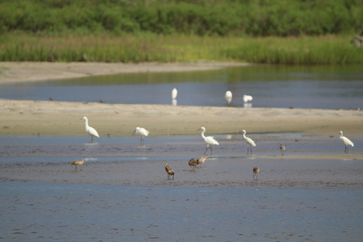 Marbled Godwit - ML623727315