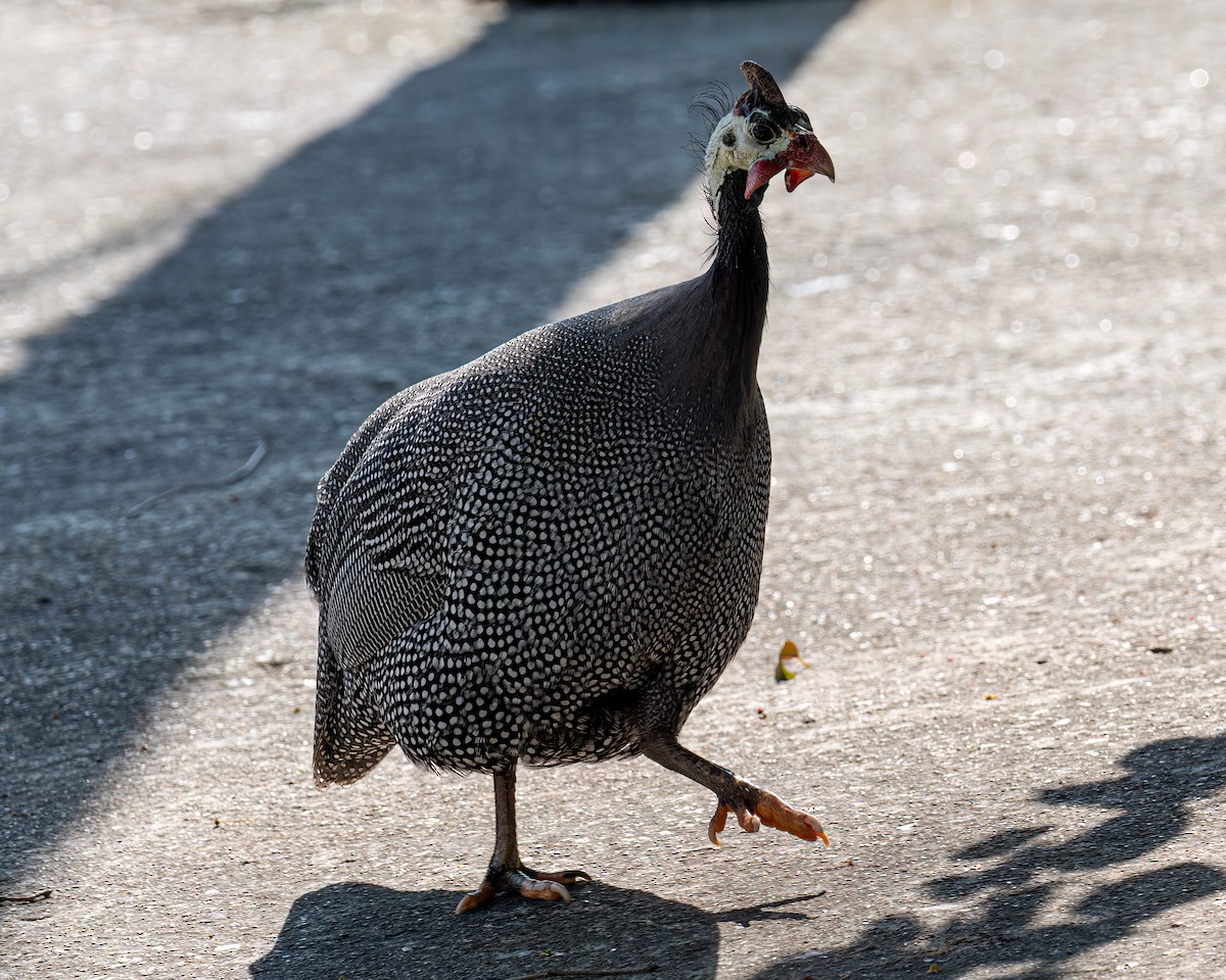 Helmeted Guineafowl (Domestic type) - ML623727326