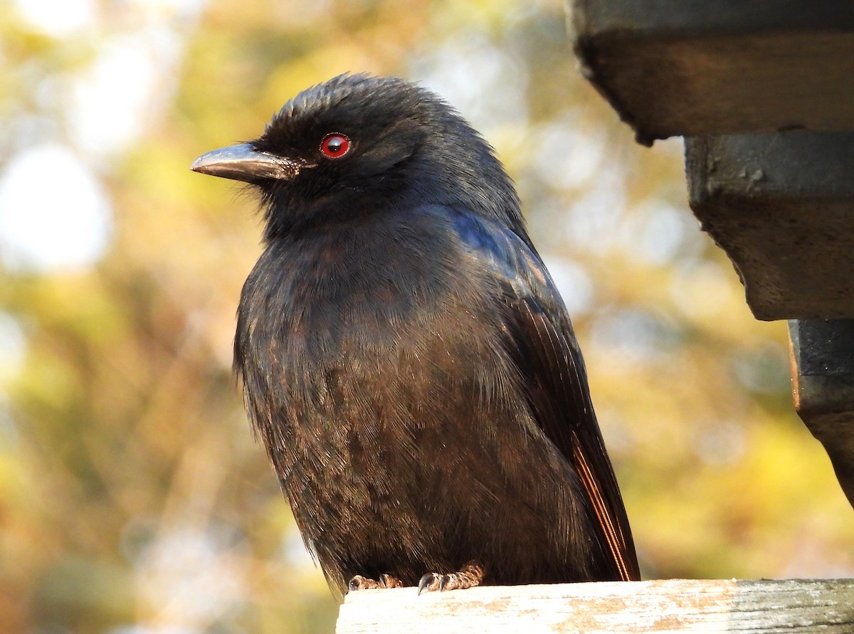 drongo africký - ML623727328