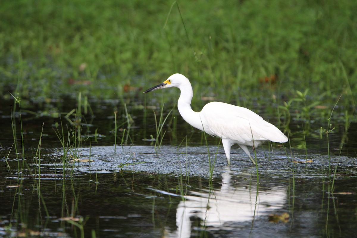 Snowy Egret - M Alexander