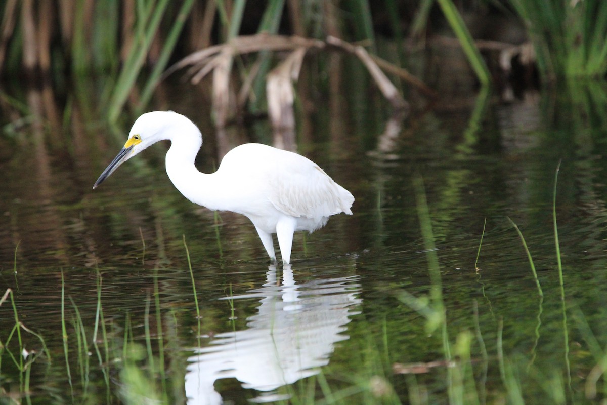 Snowy Egret - ML623727344